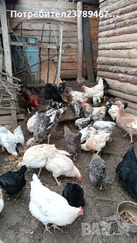 Продавам ,ярички,петли пуики