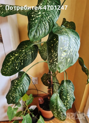 Стайно растение Дифенбахия, снимка 3 - Стайни растения - 53118931
