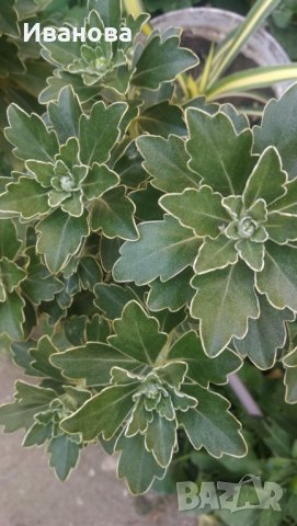 Аяния, снимка 6 - Градински цветя и растения - 30225837