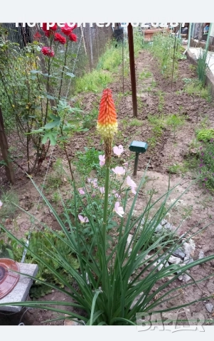 Цвете за градина 