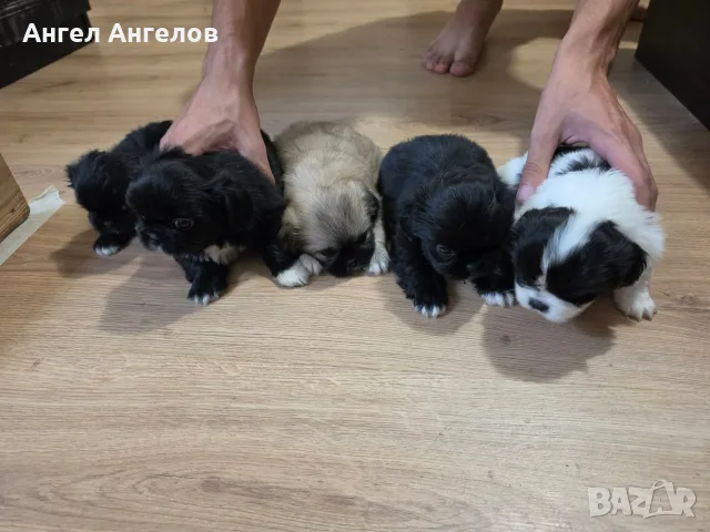 Кученца пекинези