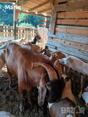 Продавам пръч, снимка 5 - Кози - 51492594