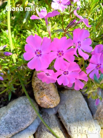 Флокс, Phlox sub. McDaniel`s Cushion, почвопокривен, многогодишен, студоустойчив, снимка 4 - Градински цветя и растения - 54127992