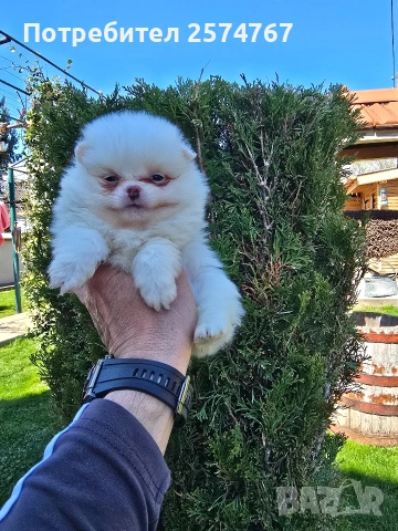 Померани , снимка 10 - Померан - 54097931