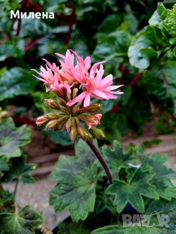 Мушкато Стелар