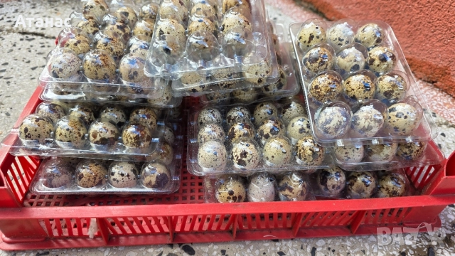 яйца от пъдпъдъци, снимка 6 - За птици - 52505334