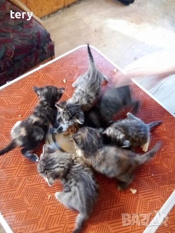 Продавам полуперсичета бебета Варна , снимка 6 - Персийска - 54323825