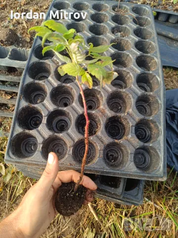 Разсад .Ягоди и малини, снимка 7 - Разсади - 49494255