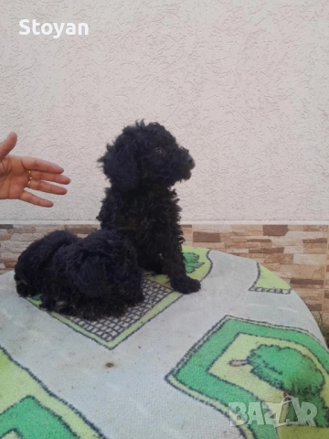 Продавам мини пуделчета , снимка 3 - Пудели - 52504024