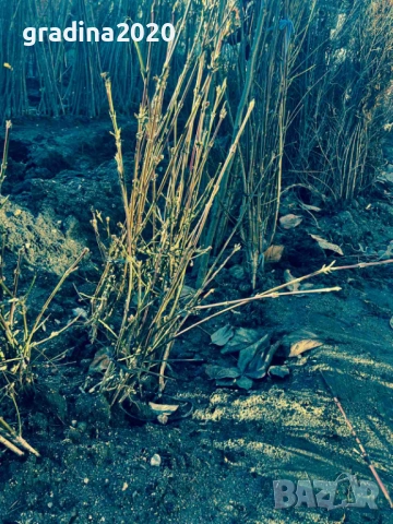 Дрян - Студоустойвив, снимка 5 - Разсади - 52181851