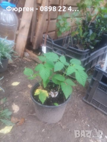 Налични 5 сорта малини , снимка 6 - Разсади - 39102962