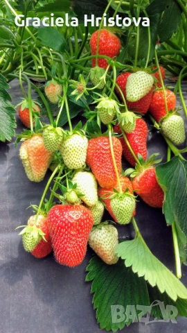 Продавам разсад ягоди , снимка 9 - Други стоки за дома - 54026538
