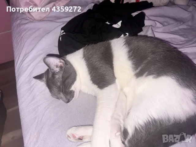 мъжка котка на 6 месеца , снимка 2 - Други - 55903304