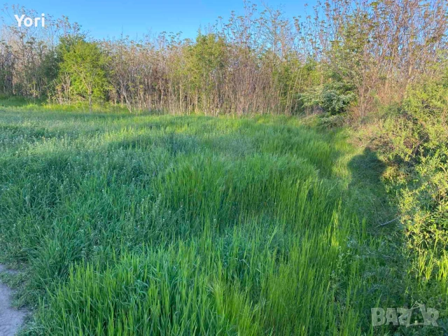 Продава се двор в гр.Козлодуй, снимка 6 - Парцели - 54331540