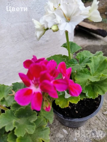 Продавам комплект мушкато 