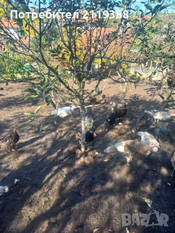 Пуйки на 6.месеца