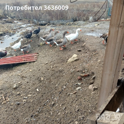 Гъски София  ,пол мъжки  .