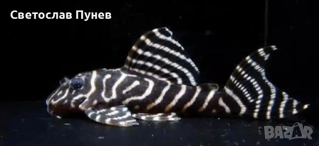 L333  10см