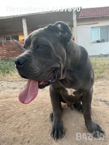 Кане корсо Италиано