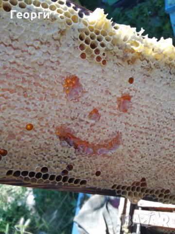 Пчелен Мед във Восъчна Пита., снимка 5 - Пчелни продукти - 29780397