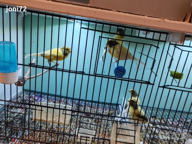 Продавам канарчета , снимка 2 - Канари - 52299613