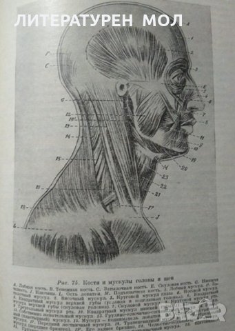 Учебный рисунок. А. М. Соловьев, Г. Б. Смирнов, Е. С. Алексеева. 1953 г., снимка 8 - Специализирана литература - 29438800