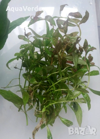 Пакет растения , снимка 3 - Рибки - 53944775