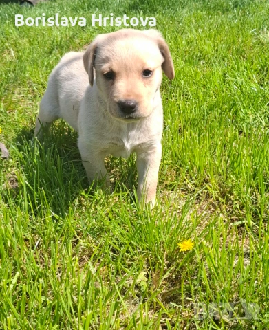 Чистокръвен Лабрадор Ретривър, снимка 5 - Лабрадор ретривър - 54161051