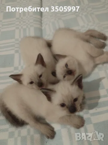 Сиамски котенца, снимка 3 - Сиамска - 55493420