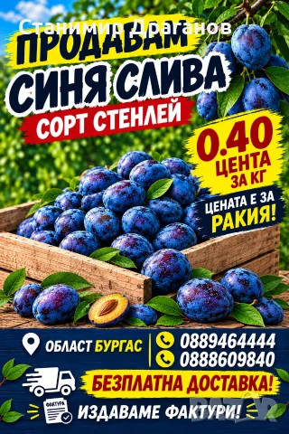 Сини сливи за ракия