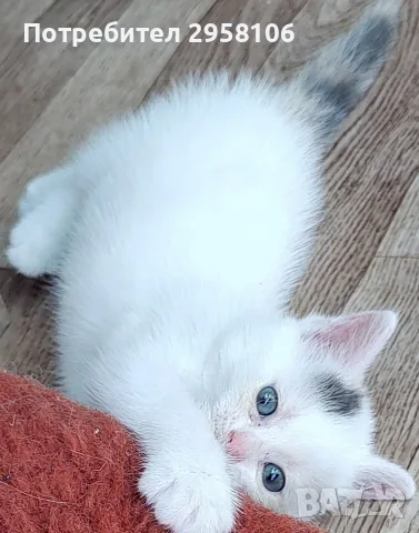 котенца търсят дом, 3 мес., снимка 7 - Други - 55841425