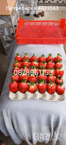 Разсад ягоди 