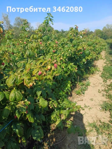 Разсад Малини, снимка 8 - Разсади - 52427655