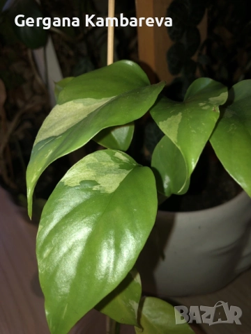 Rhaphidophora Tetrasperma Albo Variegata , снимка 2 - Стайни растения - 56416517
