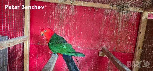 кралски папагал, снимка 4 - Папагали - 50240672