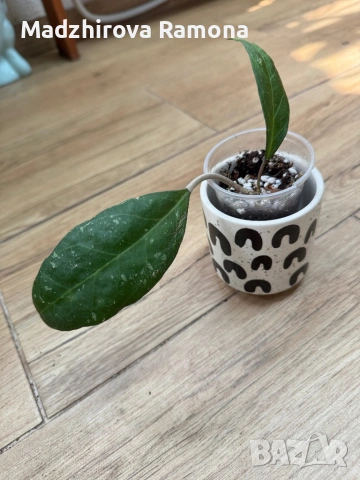 Hoya Verticillata Wayang 