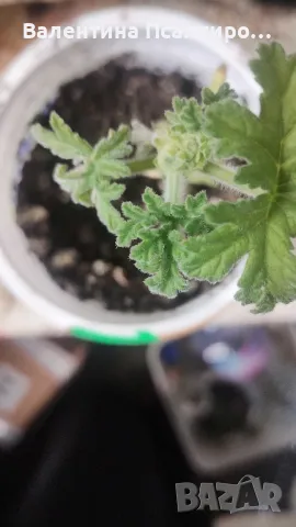 Индрише, снимка 1