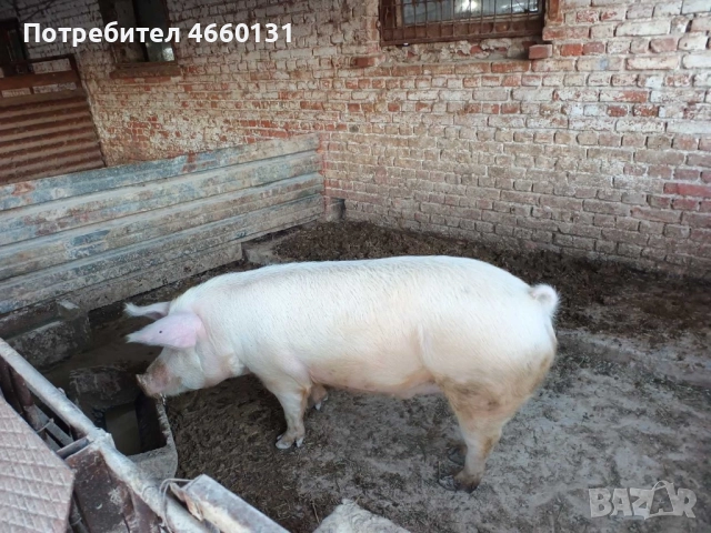 Животни/Прасе, снимка 2 - Прасета - 52929078