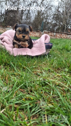 родени на 11.02 с поставена първа ваксина, снимка 10 - Йоркширски териер - 54058450