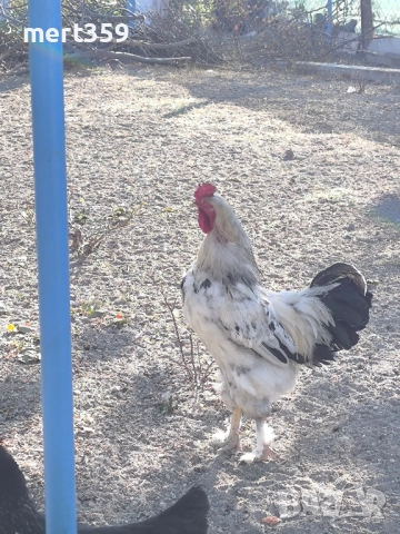 петели 🐓, снимка 3 - Кокошки и пуйки - 52231412
