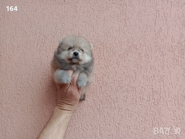 Померани. Реални снимки от 29.03.26 г., снимка 7 - Померан - 54017118