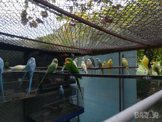 Различни видове папагали, Ферма " Meshi i Sie" , снимка 14 - Папагали - 33912948