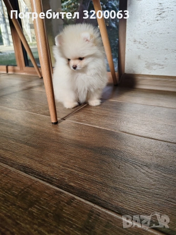 Померан мини мини , снимка 4 - Померан - 53078123