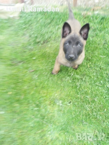 Малки белгийска Малиноа, снимка 3 - Белгийска овчарка - 52516241