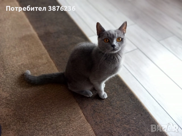 Здравей те продава се британка късокосместа, снимка 4 - Британска късокосместа - 52419570