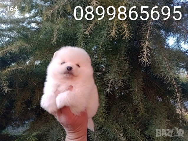 Бели и кремави Шпицлета. , снимка 3 - Немски шпиц - 53917502