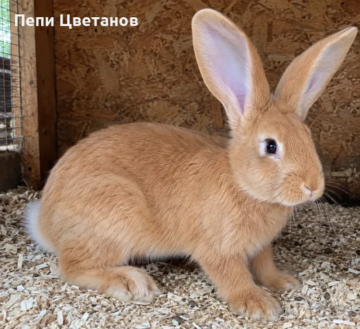 Зайци Заек Зайчета, снимка 4 - Декоративни зайчета - 56107834