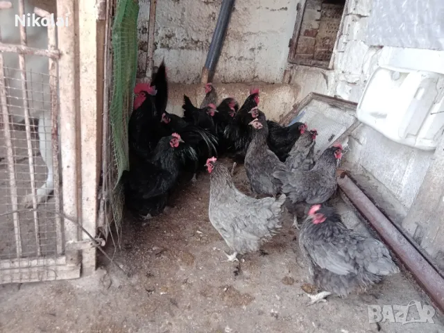 Пиленца и яйца от Легхорн и Черен Австралорп , снимка 4 - Кокошки и пуйки - 49379288