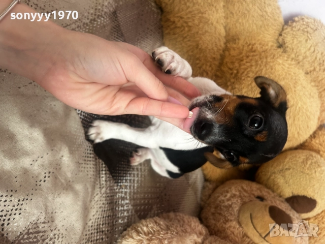 ДЖАК С ВАКСИНА И ПАСПОРТ-ДВА МЕСЕЦА 2210250743, снимка 5 - Джак ръсел териер - 52138533