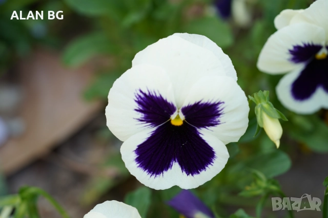 Обектив Sony SEL90M28G FE 90mm F2.8 Macro G OSS Full-Frame E-Mount Macro Lens, снимка 7 - Обективи и филтри - 51987775